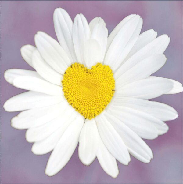 Blank Card - Flower
