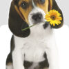 Happy Birthday - Dog