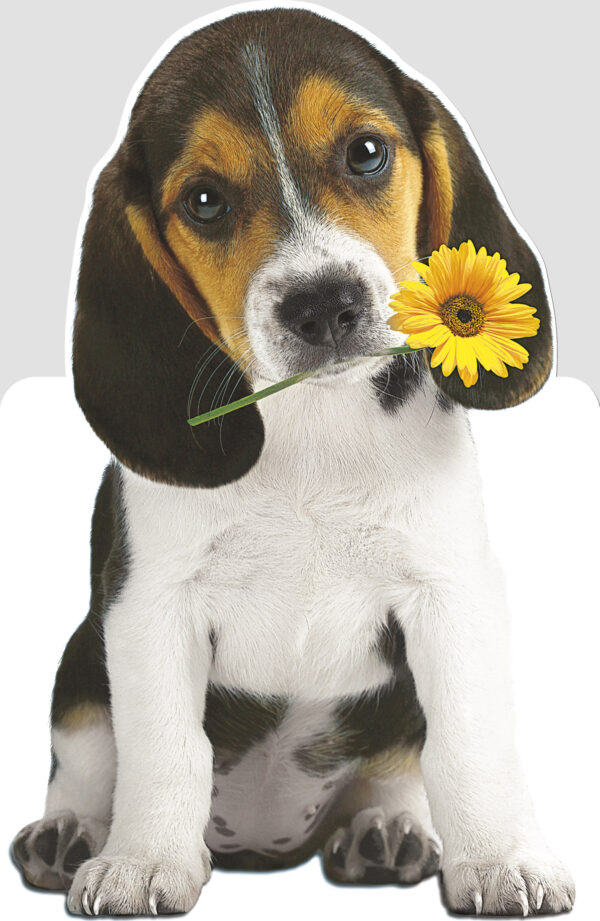 Happy Birthday - Dog