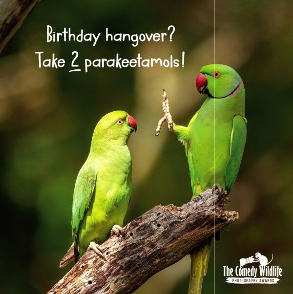 Birthday Humour - Comedy Wildlife
