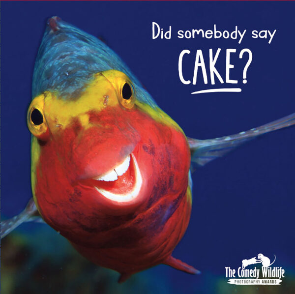 Birthday Humour - Comedy Wildlife